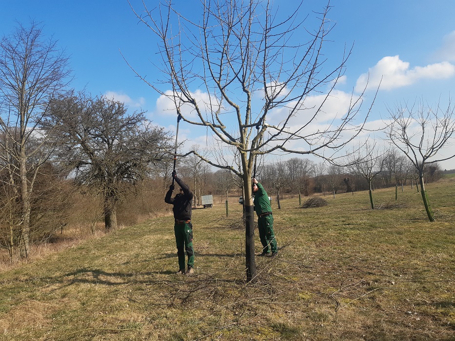 März 2022:<br />
Obstbaumschnitt nach der Oeschberg-Methode